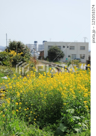 春の紀州鉄道の線路沿いで満開に咲く菜の花（日本 和歌山県御坊市） 125058374