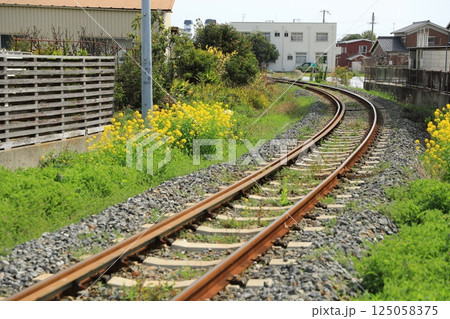 春の紀州鉄道の線路沿いで満開に咲く菜の花（日本 和歌山県御坊市） 125058375