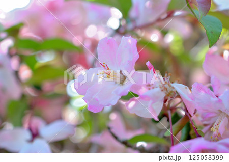 海棠の花 125058399