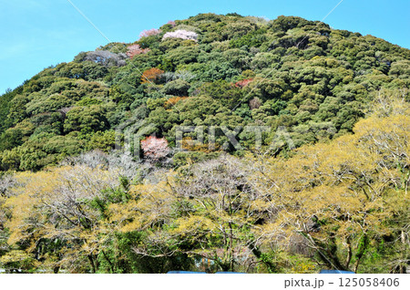 山桜咲く里山 山桜咲く里山 125058406