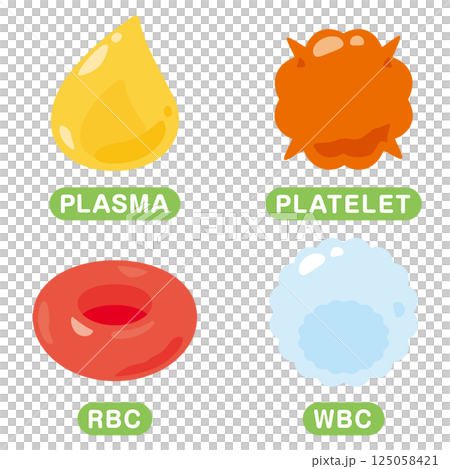 血液に含まれる細胞のイラストセット　英語 125058421