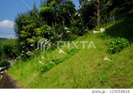 咲き乱れるテッポウユリ　【相模原市津久井　8月】 125058628