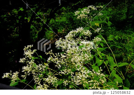 山野に咲くヒヨドリバナ 【相模原市津久井 9月】 山野に咲くヒヨドリバナ 【相模原市津久井 9月】 125058632