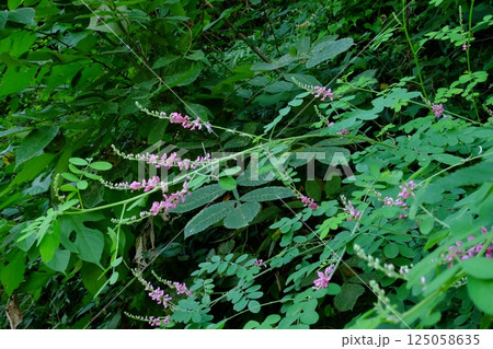 土手に咲くコマツナギ 【相模原市津久井 9月】 土手に咲くコマツナギ 【相模原市津久井 9月】 125058635