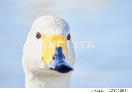 北海道の春に訪れるハクチョウのクチバシ 125058684