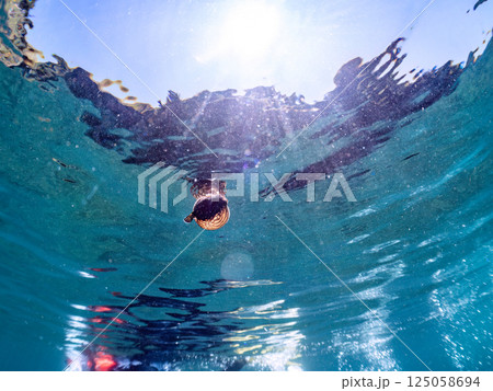 膨らんで水面を漂う可愛いサザナミフグの幼魚。ヒリゾ浜中木南伊豆町伊豆半島静岡県2024 125058694