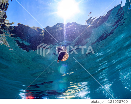 膨らんで水面を漂う可愛いサザナミフグの幼魚。ヒリゾ浜中木南伊豆町伊豆半島静岡県2024 125058700