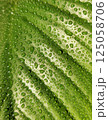 Many water drops on green leaves 125058706