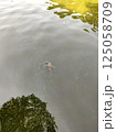 An adult frog is floating in the water 125058709
