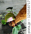 Beautiful Philodendron Pink Princess with water drops on the leaves. 125058717