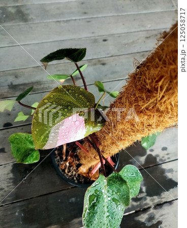Beautiful Philodendron Pink Princess with water drops on the leaves. 125058717