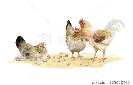 Chickens hens and rooster with baby chicks watercolor isolated illustration. Poultry yard birds for farm animals designs. Realistic fowls on sand ground clipart for organic goods from village Chickens hens and rooster with baby chicks watercolor isolated illustration. Poultry yard birds for farm animals designs. Realistic fowls on sand ground clipart for organic goods from village 125058769