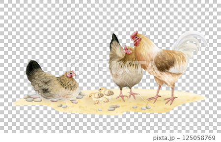 Chickens hens and rooster with baby chicks watercolor isolated illustration. Poultry yard birds for farm animals designs. Realistic fowls on sand ground clipart for organic goods from village Chickens hens and rooster with baby chicks watercolor isolated illustration. Poultry yard birds for farm animals designs. Realistic fowls on sand ground clipart for organic goods from village 125058769