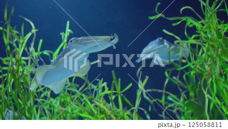 Amazing cuttlefish gracefully navigate their underwater domain, their elegant movements captivating as they glide through lush green seaweed. concept life of cuttlefish Amazing cuttlefish gracefully navigate their underwater domain, their elegant movements captivating as they glide through lush green seaweed. concept life of cuttlefish 125058811