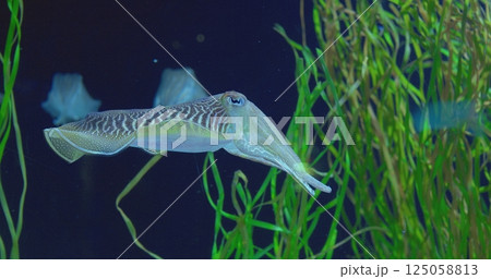 Graceful common cuttlefish navigates its aquatic environment, showcasing captivating swimming patterns amidst vibrant green algae, creating a serene underwater scene. concept life of cuttlefish 125058813