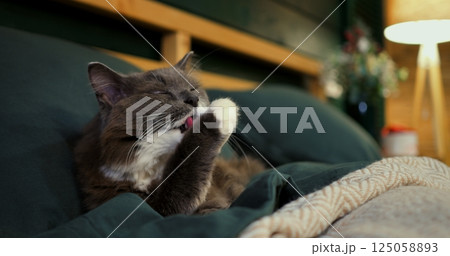 Fluffy grey and white cat meticulously grooming itself while lying on a cozy bed with dark green sheets and a patterned blanket, in a warmly lit bedroom. Cozy place to relax, pets concept Fluffy grey and white cat meticulously grooming itself while lying on a cozy bed with dark green sheets and a patterned blanket, in a warmly lit bedroom. Cozy place to relax, pets concept 125058893