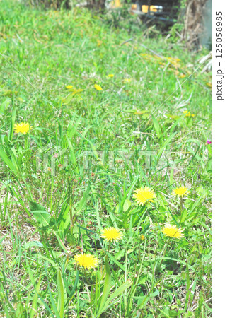 タンポポの花 125058985