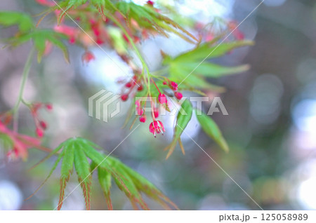 紅葉の花 紅葉の花 125058989