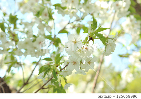 薄緑色の桜 125058990
