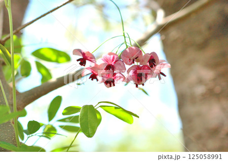 アケビの花 125058991