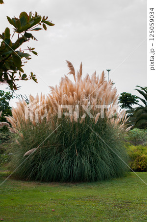 Large ornamental grass cluster with feathery plumes growing in a park setting Large ornamental grass cluster with feathery plumes growing in a park setting 125059034