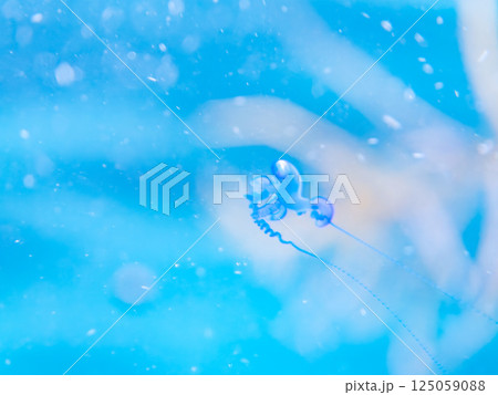 水面を漂うカツオノエボシ。触手に猛毒がある。ヒリゾ浜中木南伊豆町伊豆半島静岡県2024 125059088