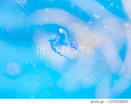 水面を漂うカツオノエボシ。触手に猛毒がある。ヒリゾ浜中木南伊豆町伊豆半島静岡県2024 125059089