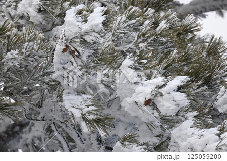 雪の降った松の葉のアップ 雪の降った松の葉のアップ 125059200