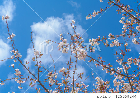 青空に映える満開の桜 125059244