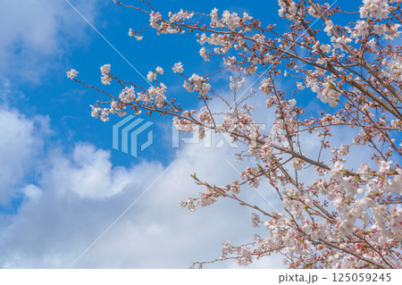 青空に映える満開の桜 125059245