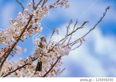 青空に映える満開の桜とヒヨドリ 青空に映える満開の桜とヒヨドリ 125059250
