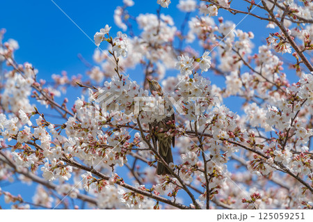 青空に映える満開の桜とヒヨドリ 青空に映える満開の桜とヒヨドリ 125059251