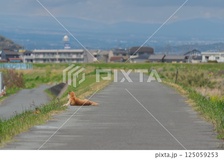 昼寝する秋田犬 伊豆狩野川沿いにて 昼寝する秋田犬 伊豆狩野川沿いにて 125059253