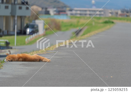 昼寝する秋田犬 伊豆狩野川沿いにて 昼寝する秋田犬 伊豆狩野川沿いにて 125059255