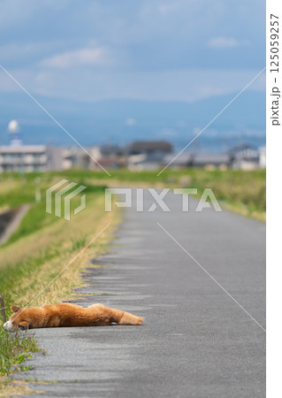 昼寝する秋田犬 伊豆狩野川沿いにて 昼寝する秋田犬 伊豆狩野川沿いにて 125059257