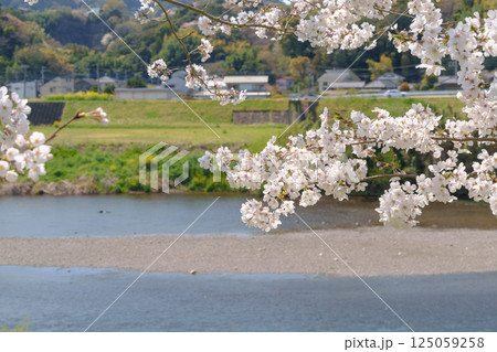 狩野川沿いに咲く桜 狩野川沿いに咲く桜 125059258