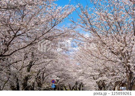 満開の桜道 伊豆長岡 守山西公園 満開の桜道 伊豆長岡 守山西公園 125059261