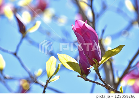 シモクレン(紫木蓮) シモクレン(紫木蓮) 125059266