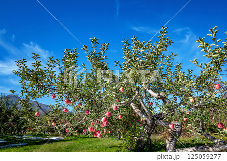 【青森県弘前市りんご】岩木山麓津軽の秋、りんご園は収穫中 【青森県弘前市りんご】岩木山麓津軽の秋、りんご園は収穫中 125059277