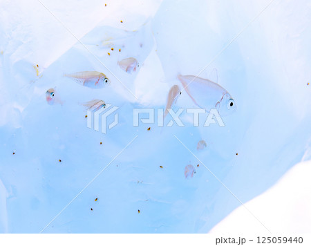 漂流ゴミに隠れるマアジの幼魚の群れ。ヒリゾ浜中木南伊豆町伊豆半島静岡県2024 125059440