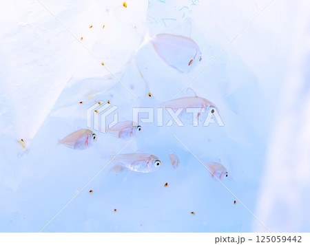 漂流ゴミに隠れるマアジの幼魚の群れ。ヒリゾ浜中木南伊豆町伊豆半島静岡県2024 125059442