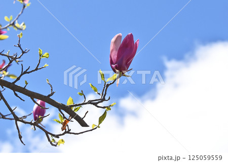 シモクレン（紫木蓮） 125059559