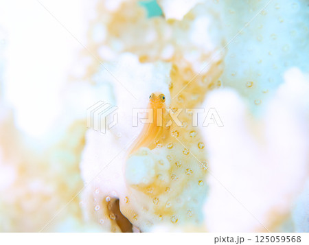 白化したサンゴに住むキイロサンゴハゼ。ヒリゾ浜中木南伊豆町伊豆半島静岡県2024 白化したサンゴに住むキイロサンゴハゼ。ヒリゾ浜中木南伊豆町伊豆半島静岡県2024 125059568