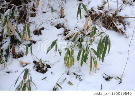 雪が積もったクマザサの葉のアップ 雪が積もったクマザサの葉のアップ 125059640