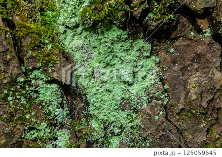 Tree bark lichen is a symbiosis of an algae or cyanobacteria living among filaments of multiple fungi species. Fungal mold spot live on rotten wood in the forest. Concept for biology and biodiversity 125059645