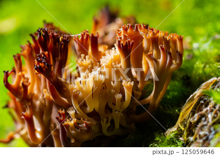 The genus Ramaria comprises approximately 200 species of coral fungi. Several, such as Ramaria flava, are edible, though they are easily confused with several mildly poisonous species The genus Ramaria comprises approximately 200 species of coral fungi. Several, such as Ramaria flava, are edible, though they are easily confused with several mildly poisonous species 125059646
