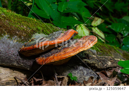 Fomitopsis pinicola, is a stem decay fungus common on softwood and hardwood trees. Its conk fruit body is known as the red-belted conk. The species is common throughout temperate Europe and Asia Fomitopsis pinicola, is a stem decay fungus common on softwood and hardwood trees. Its conk fruit body is known as the red-belted conk. The species is common throughout temperate Europe and Asia 125059647