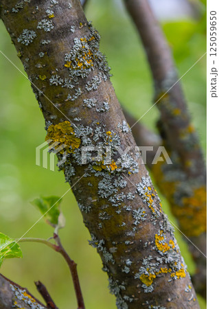 Orange lichen, yellow scale, maritime sunburst lichen or shore lichen Xanthoria parietina is a foliose or leafy lichen. Intensive color of structures on twigs of a tree 125059650