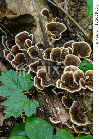 Clusters of Trametes fungi thrive on decaying wood in a lush forest setting, showcasing intricate patterns and natural colors during a sunny afternoon 125059651