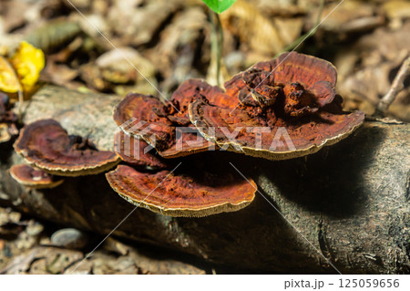Close-up view of Hymenochaete rubiginosa on a fallen log in a forest environment showcasing its distinct reddish-brown coloration and texture Close-up view of Hymenochaete rubiginosa on a fallen log in a forest environment showcasing its distinct reddish-brown coloration and texture 125059656